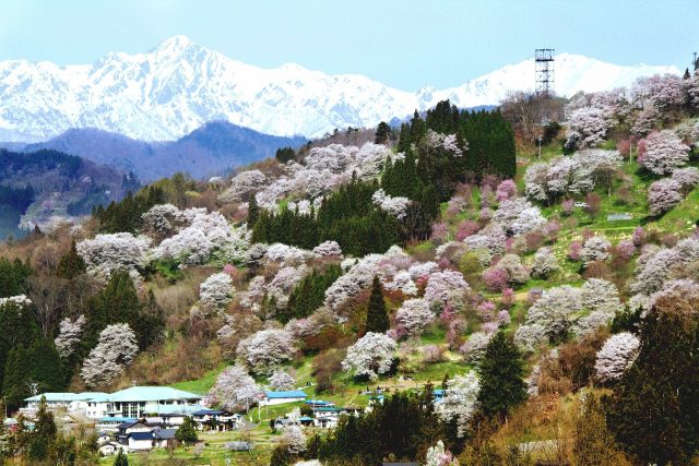 春の小川村 二反田の桜