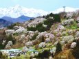 春の小川村 二反田の桜