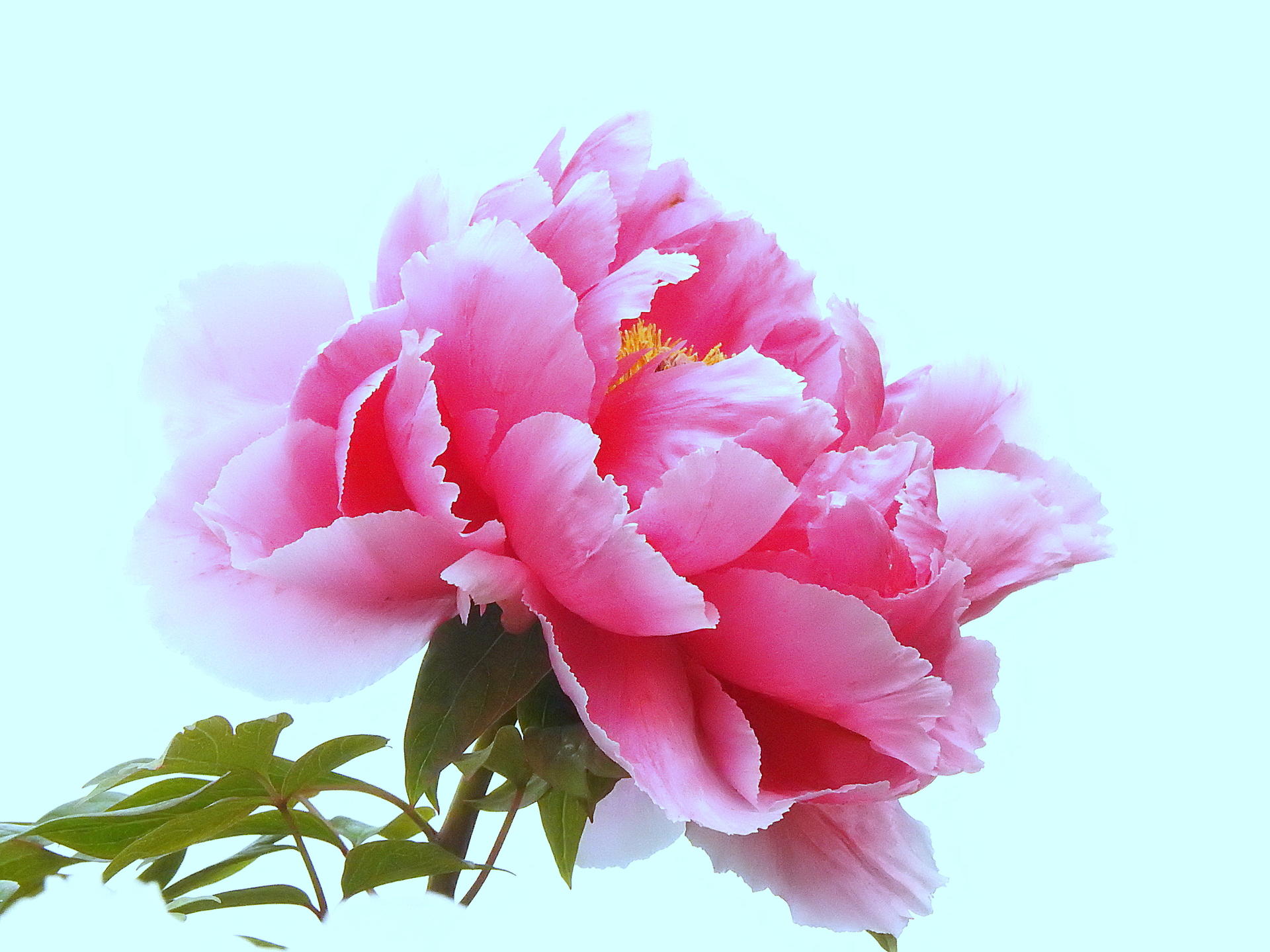 花 植物 牡丹 新七福神 壁紙19x1440 壁紙館 花 植物 牡丹 新七福神 壁紙19x1440 壁紙館