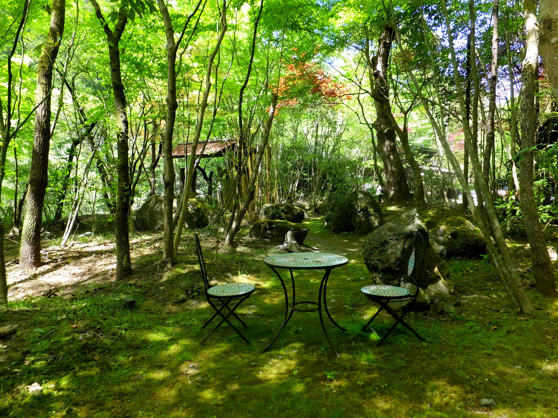 日本の風景 緑の木漏れ日 壁紙19x1440 壁紙館