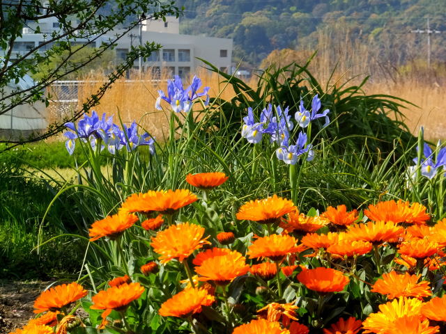 里山を下りてきて