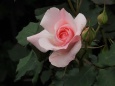 薔薇:ブライダルピンク