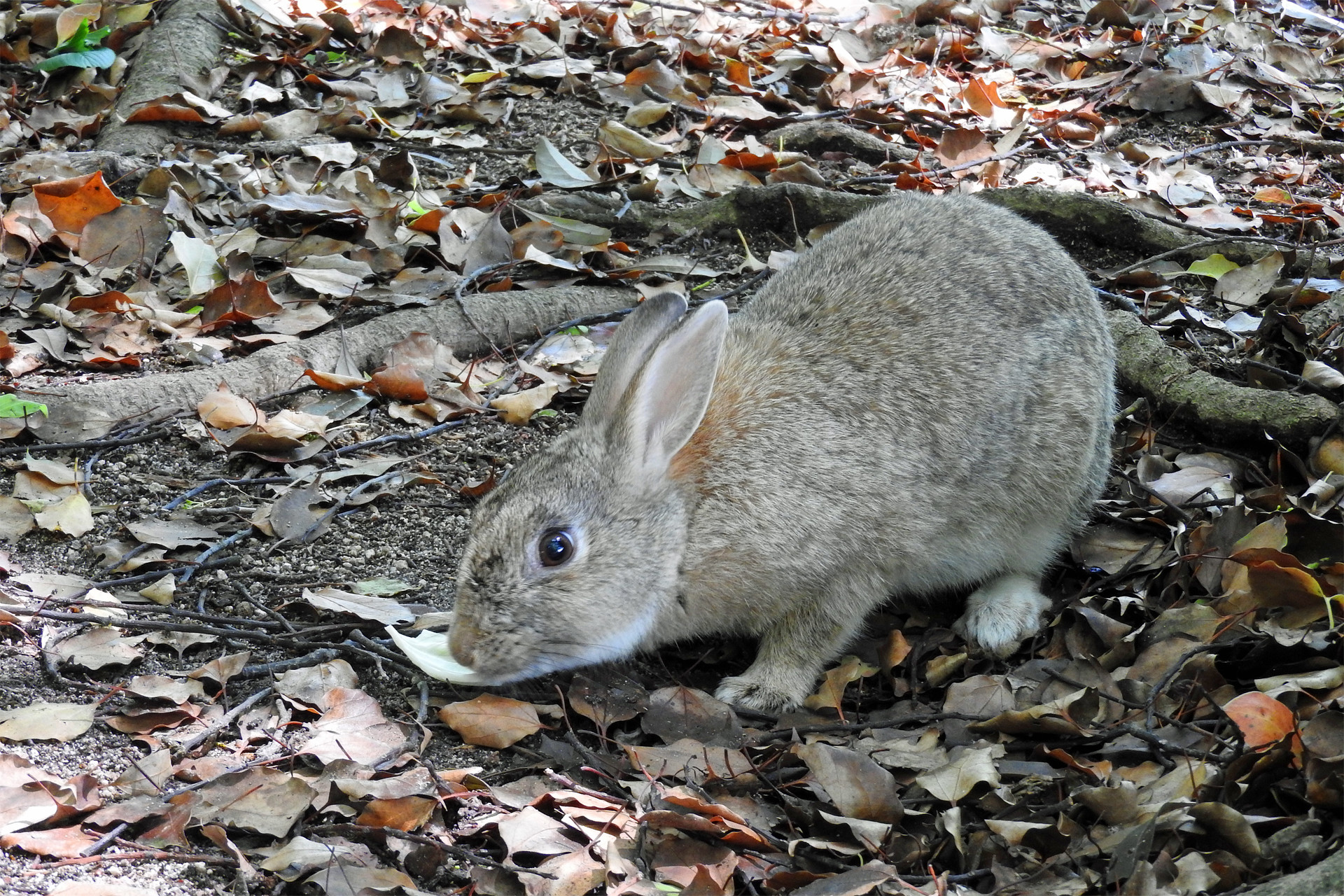 動物 その他 うさぎ島 大久野島 壁紙19x1280 壁紙館