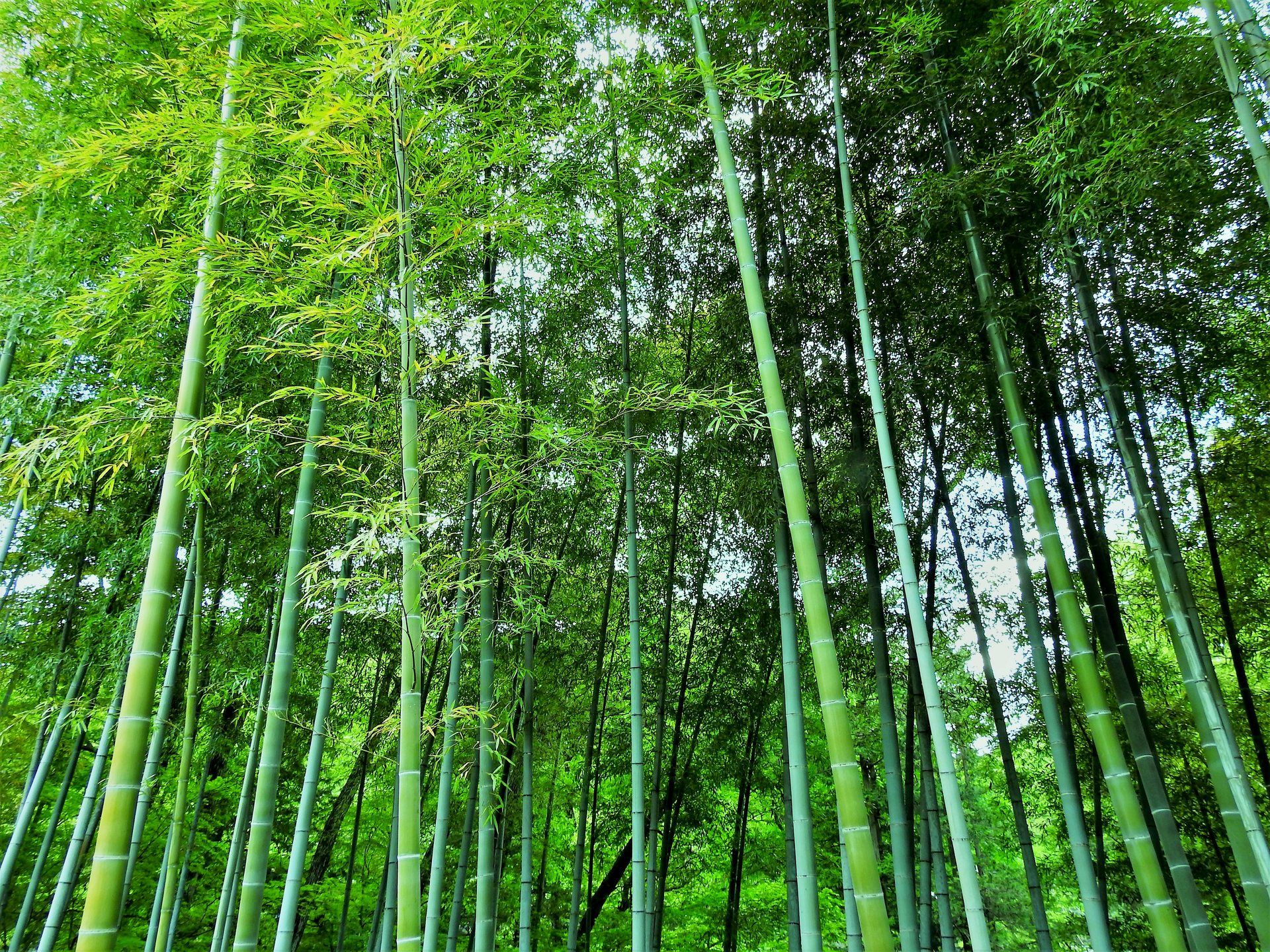 日本の風景 新緑の竹林 壁紙19x1440 壁紙館