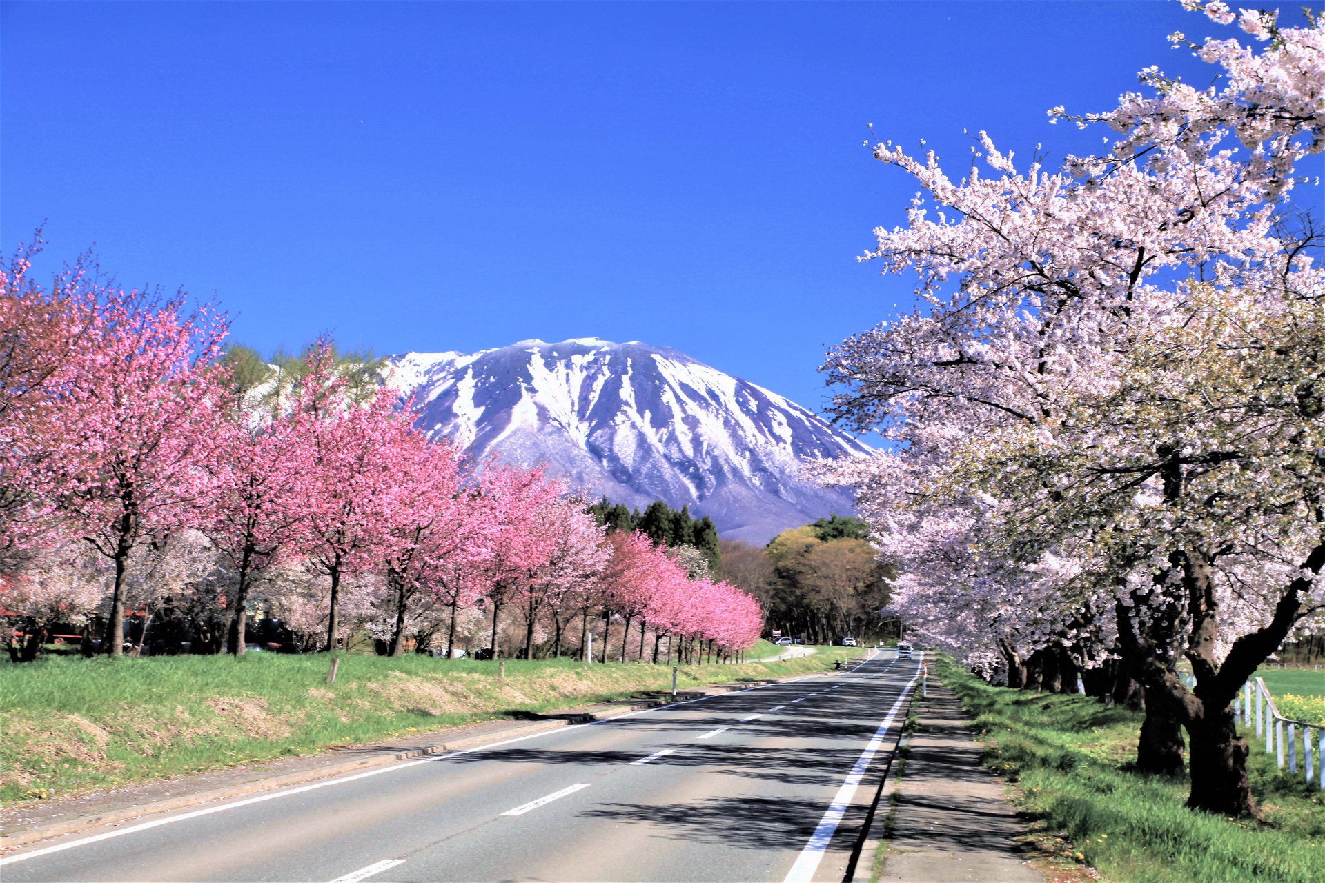 日本の風景 小岩井農場桜並木 壁紙19x1280 壁紙館