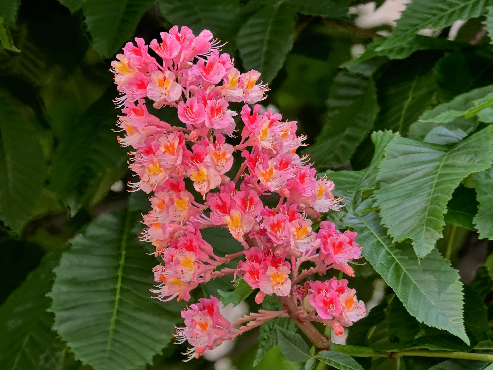 花 植物 マロニエの花 壁紙19x1440 壁紙館