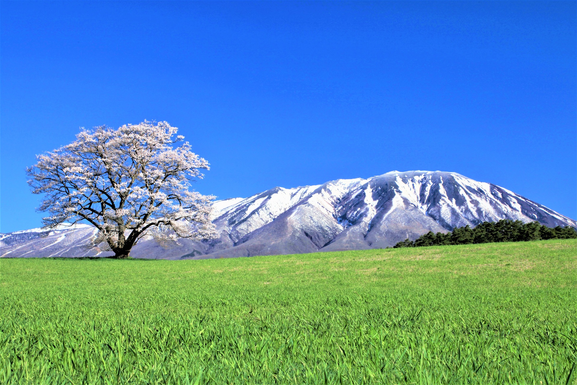 日本の風景 一本桜 壁紙19x1280 壁紙館