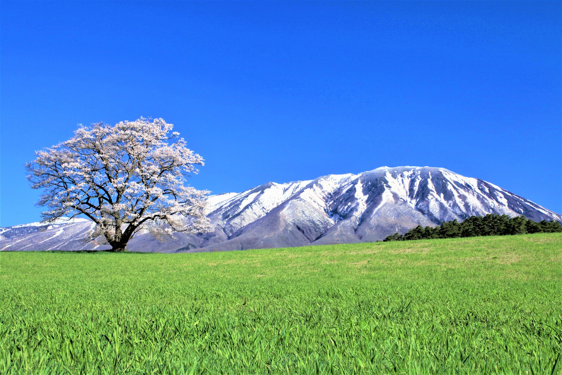 日本の風景 一本桜 壁紙19x1280 壁紙館 日本の風景 一本桜 壁紙19x1280 壁紙館