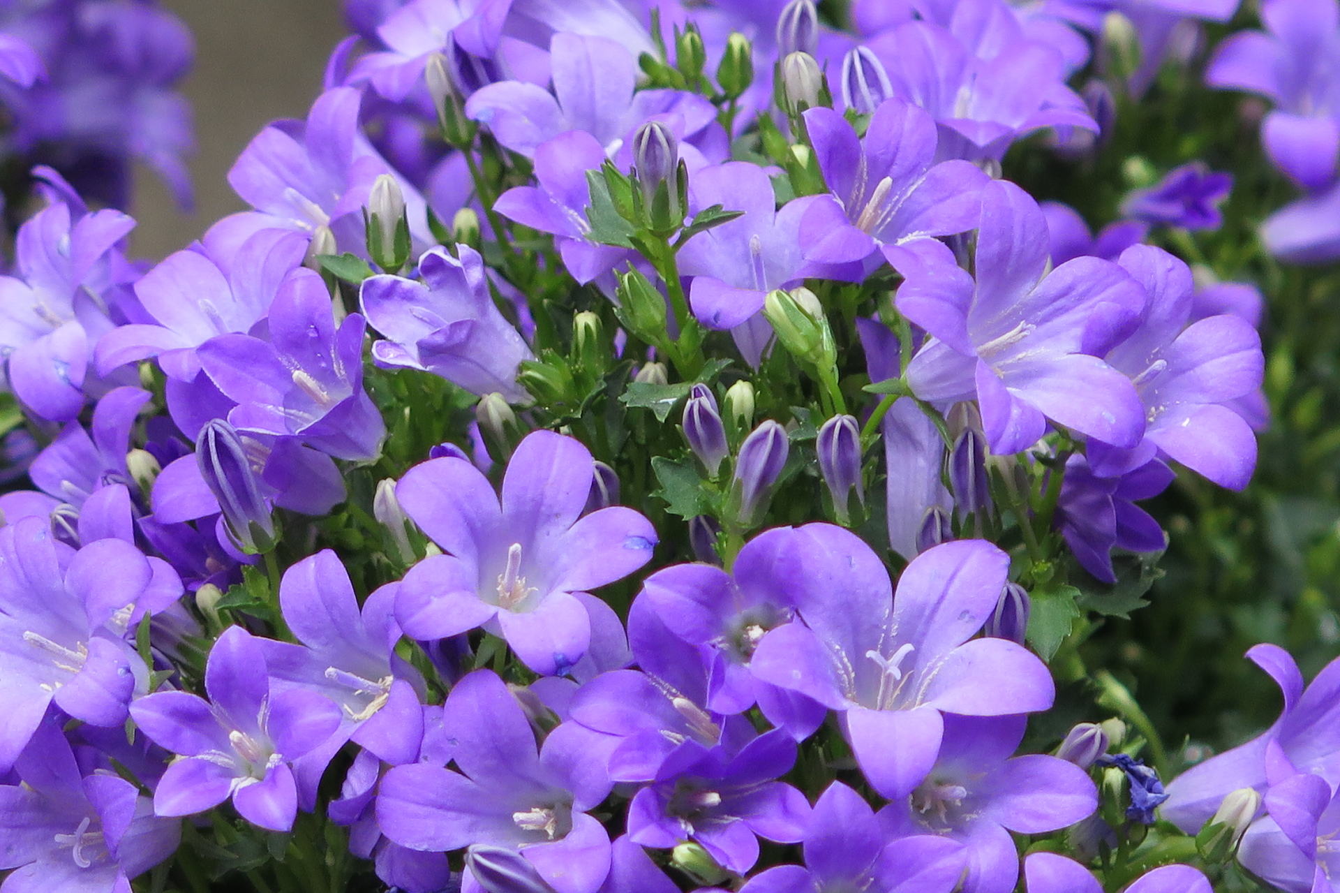 花 植物 ベルフラワー 壁紙19x1279 壁紙館 花 植物 ベルフラワー 壁紙19x1279 壁紙館