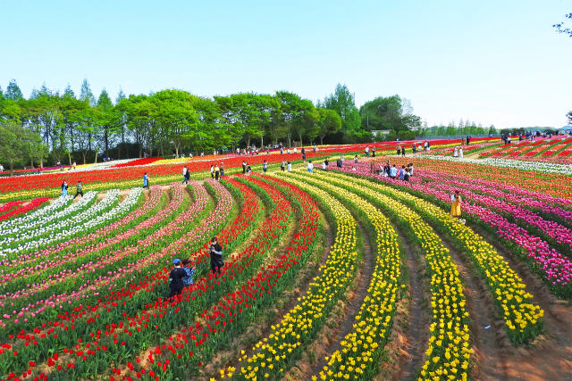 高原のチューリップ2