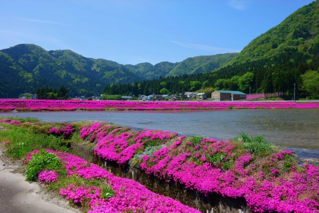 下黒谷の芝桜と水田
