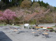 五月・桜峠は葉桜(の季節)だった