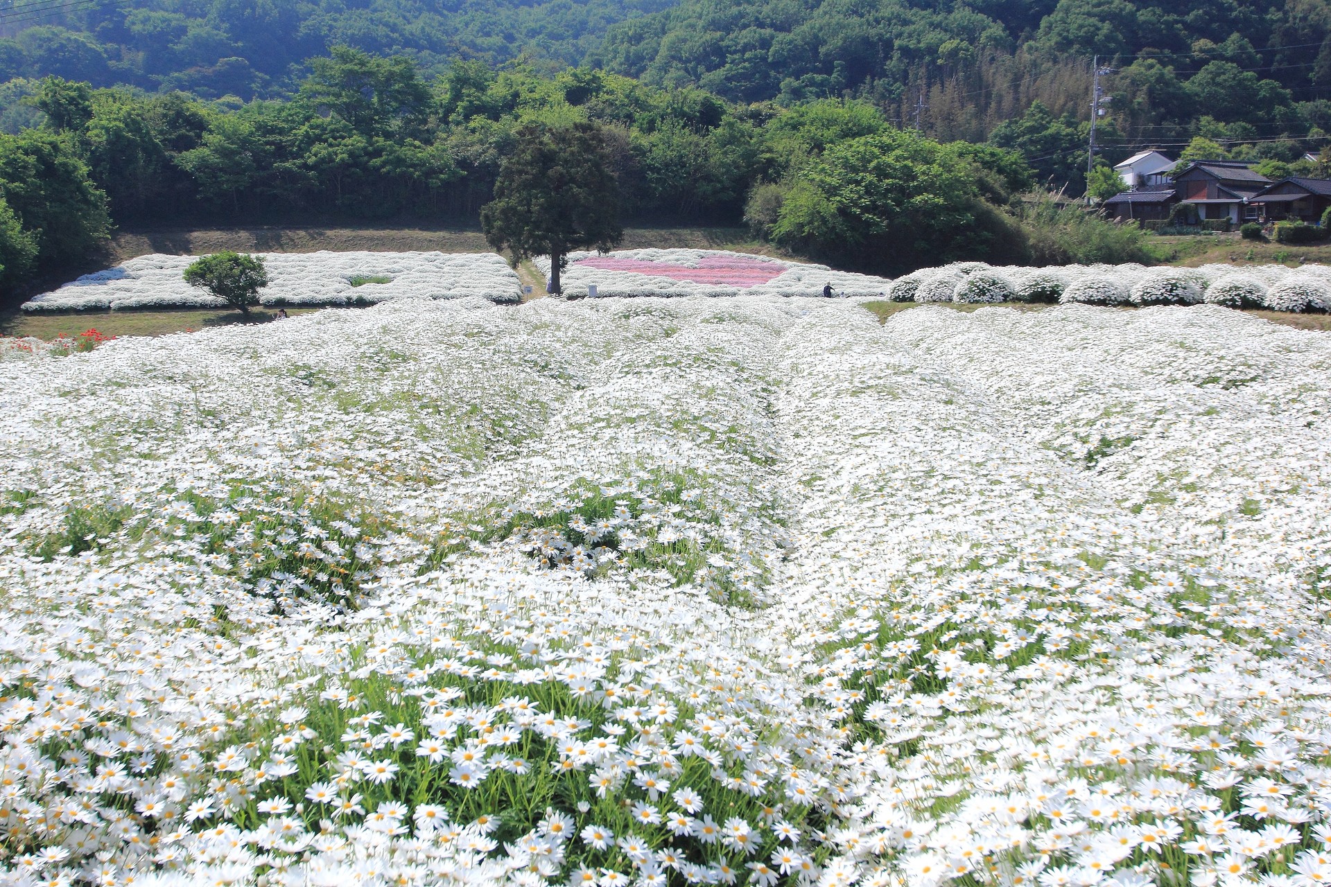 花 植物 白のマーガレット畑 壁紙19x1280 壁紙館