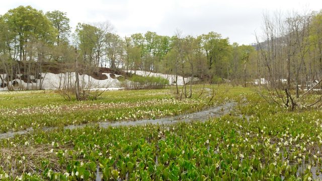 鬼無里の水芭蕉1