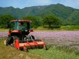 平成の蓮華畑～令和の田んぼへ