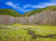 池ヶ原湿原の水芭蕉と立金花