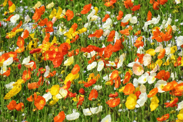 ポピー花盛り3