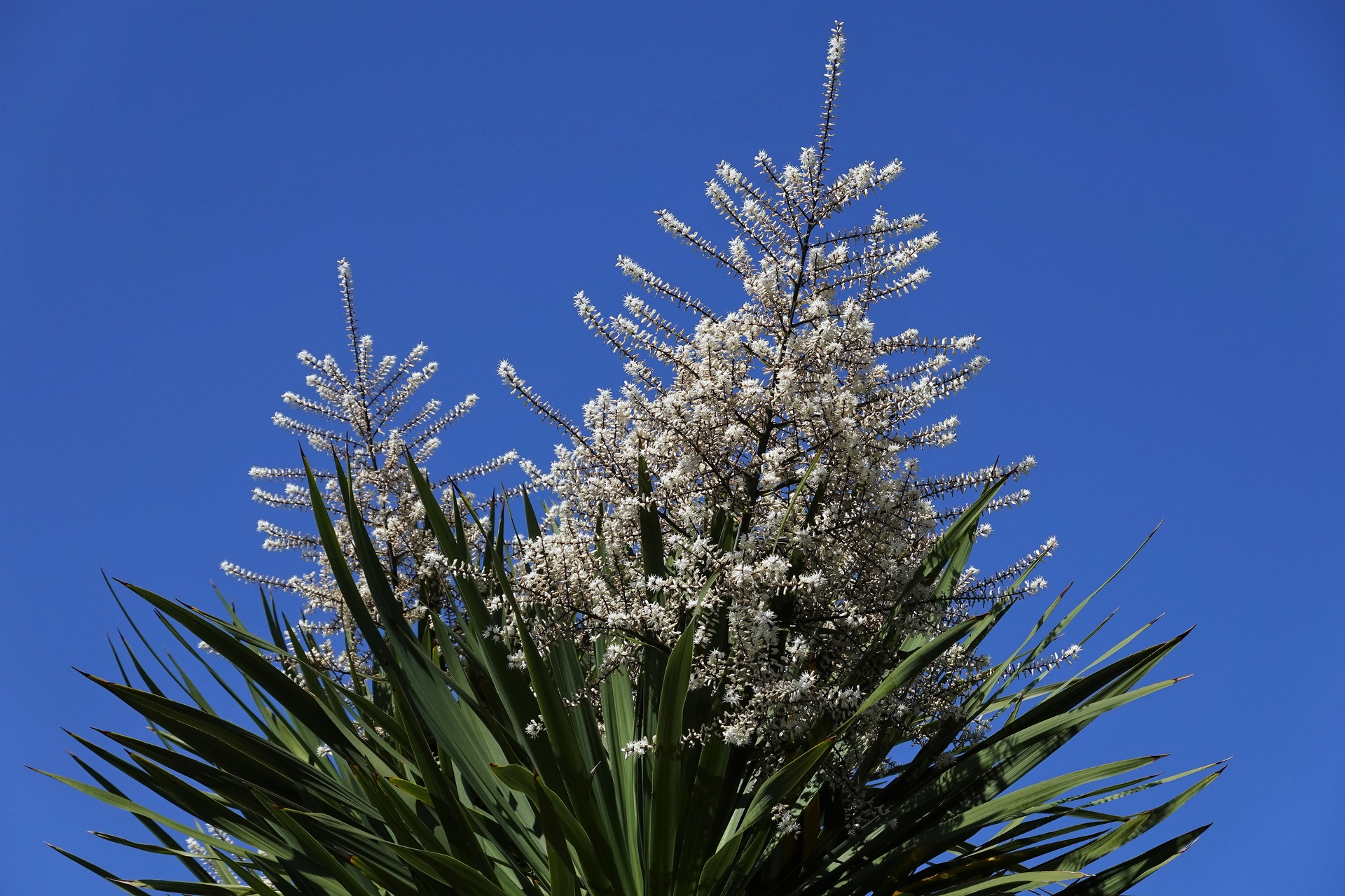 花 植物 ヤシの木の花 壁紙19x1280 壁紙館