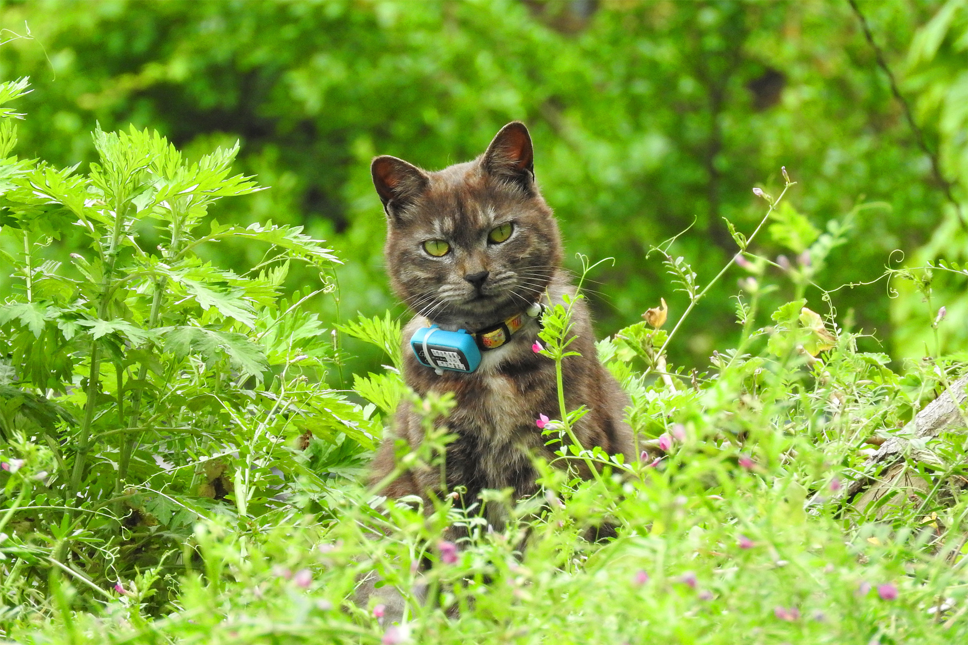 動物 猫 猫の細道で出会ったネコ 壁紙19x1280 壁紙館