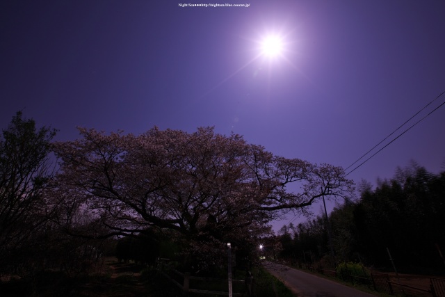 黄門桜と満月