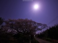 黄門桜と満月