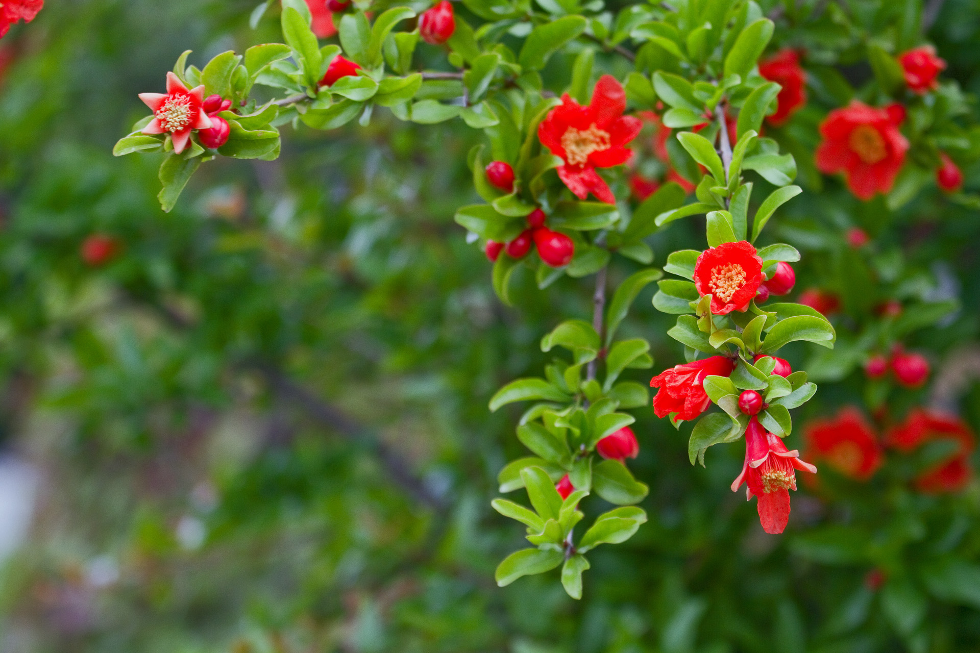 花 植物 ザクロの花 壁紙19x1280 壁紙館