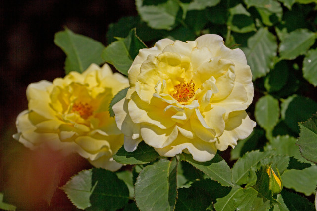 花 植物 イエローピノキオ 壁紙館