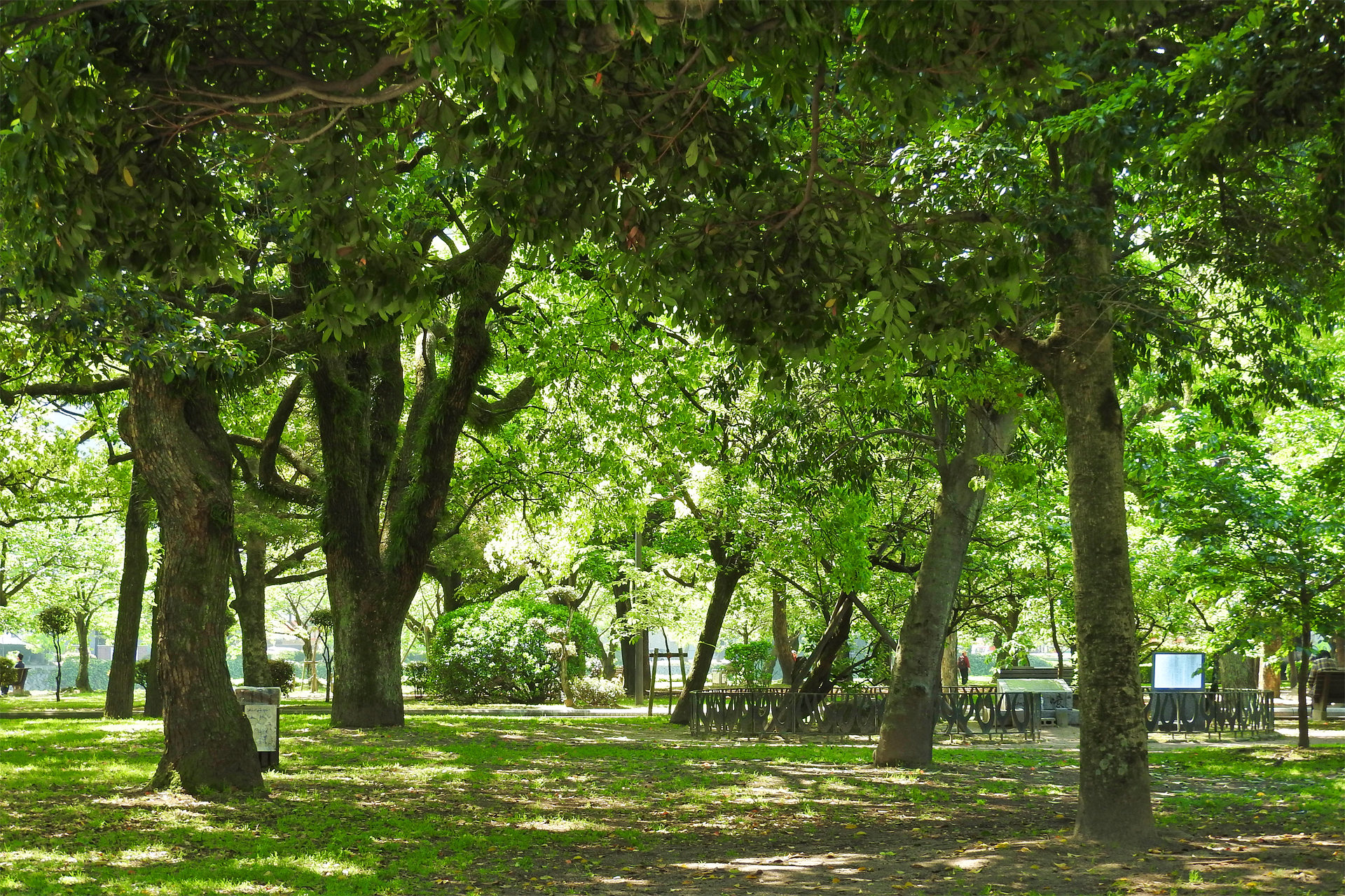 日本の風景 新緑の木漏れ日 壁紙19x1280 壁紙館