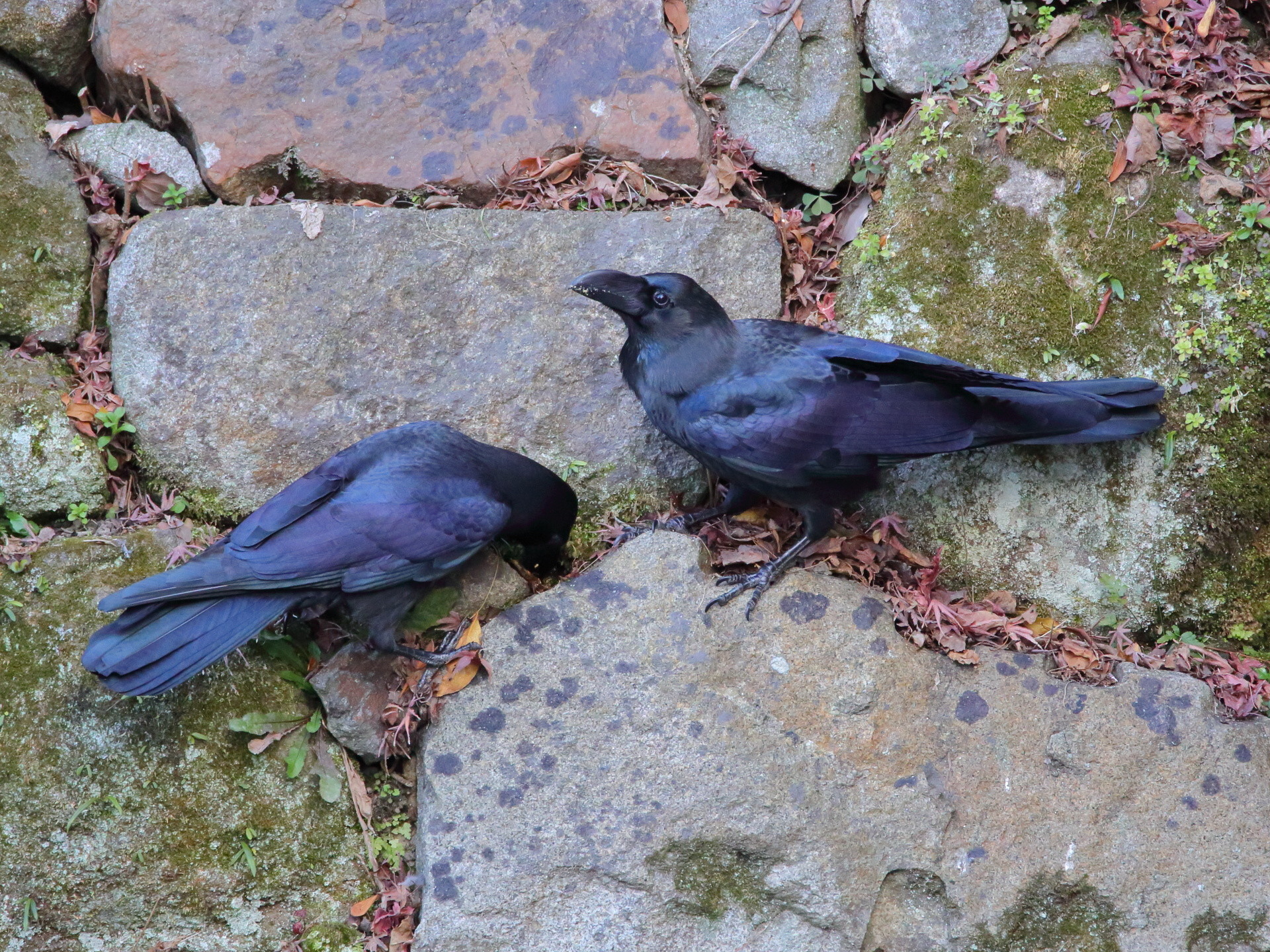 動物 鳥 ペンギン カラス君 壁紙19x1440 壁紙館