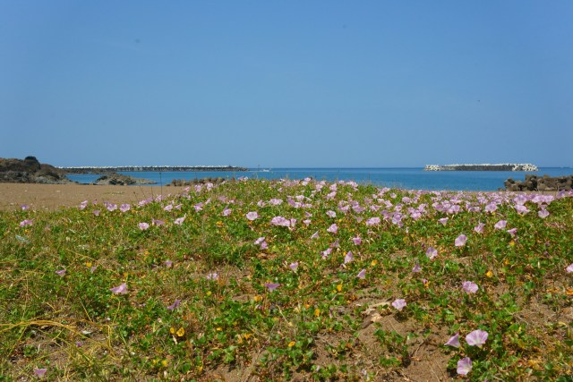 ハマヒルガオ咲く砂浜