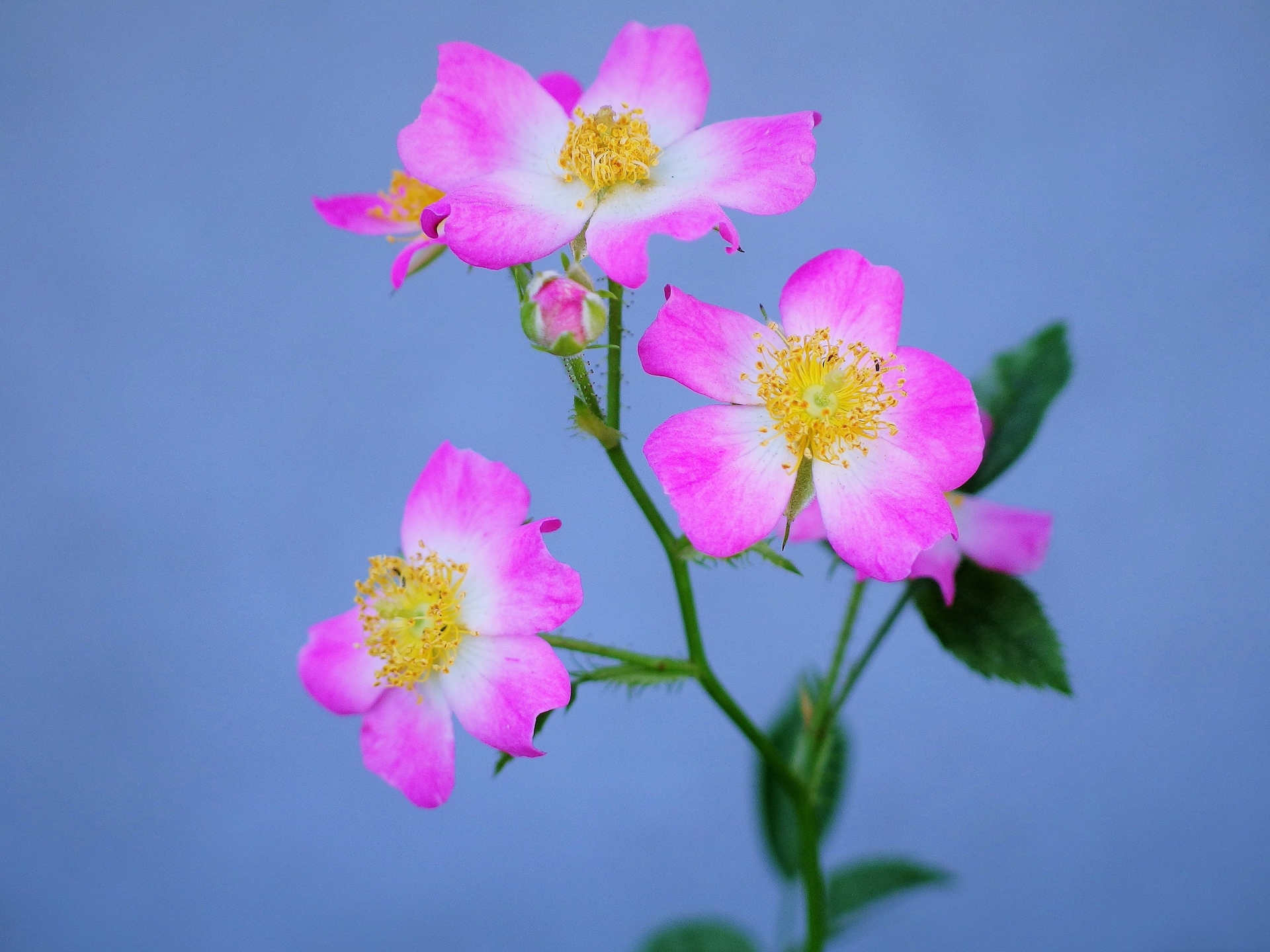 花 植物 世界平和をのぞむ薔薇 壁紙19x1440 壁紙館