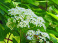 ナナカマドの純白の花