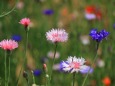 散歩道の花