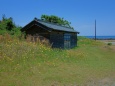 ブタナ花と浜小屋