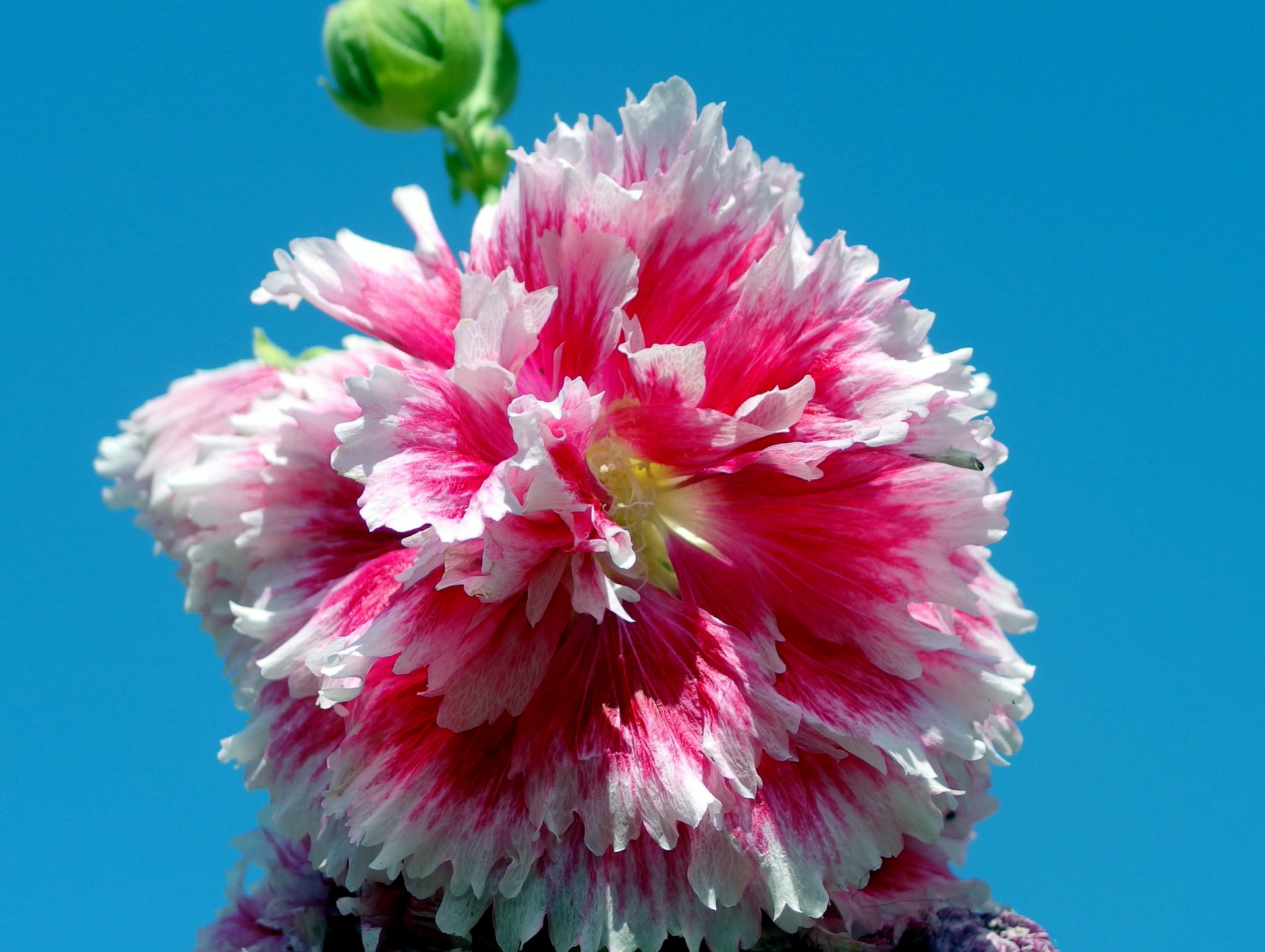 花 植物 八重のタチアオイ 壁紙1920x1445 壁紙館