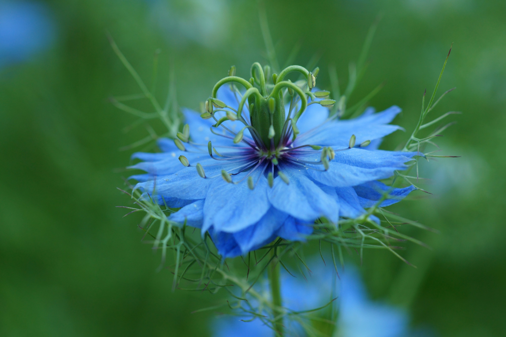 花 植物 ニゲラ 壁紙19x1280 壁紙館 花 植物 ニゲラ 壁紙19x1280 壁紙館