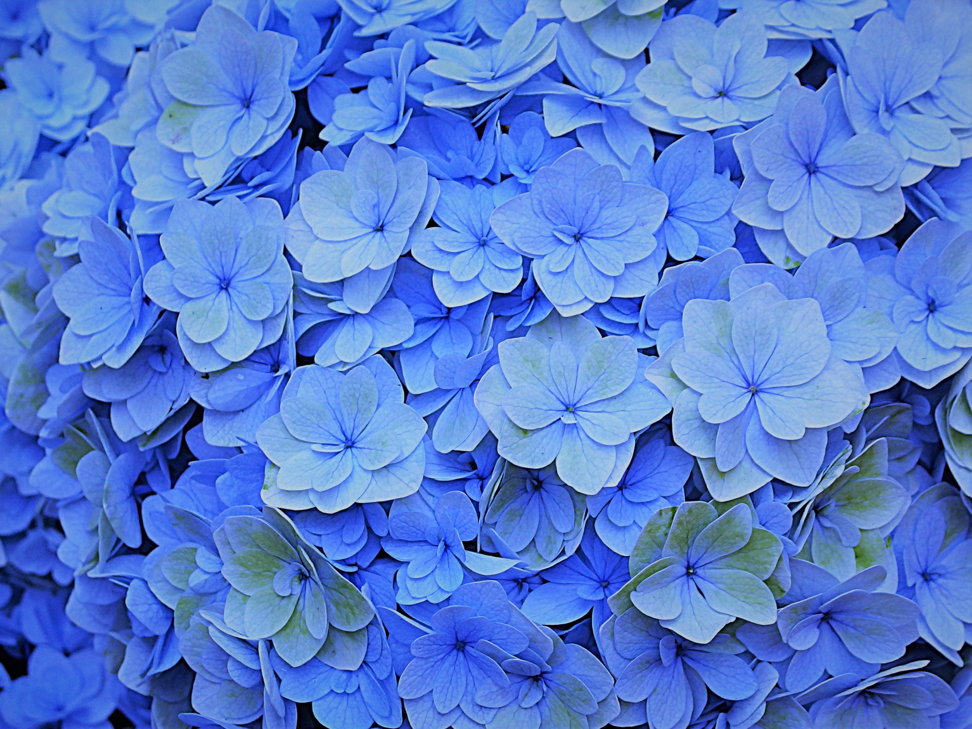 花 植物 サファイアクイーン ブルー 壁紙19x1440 壁紙館