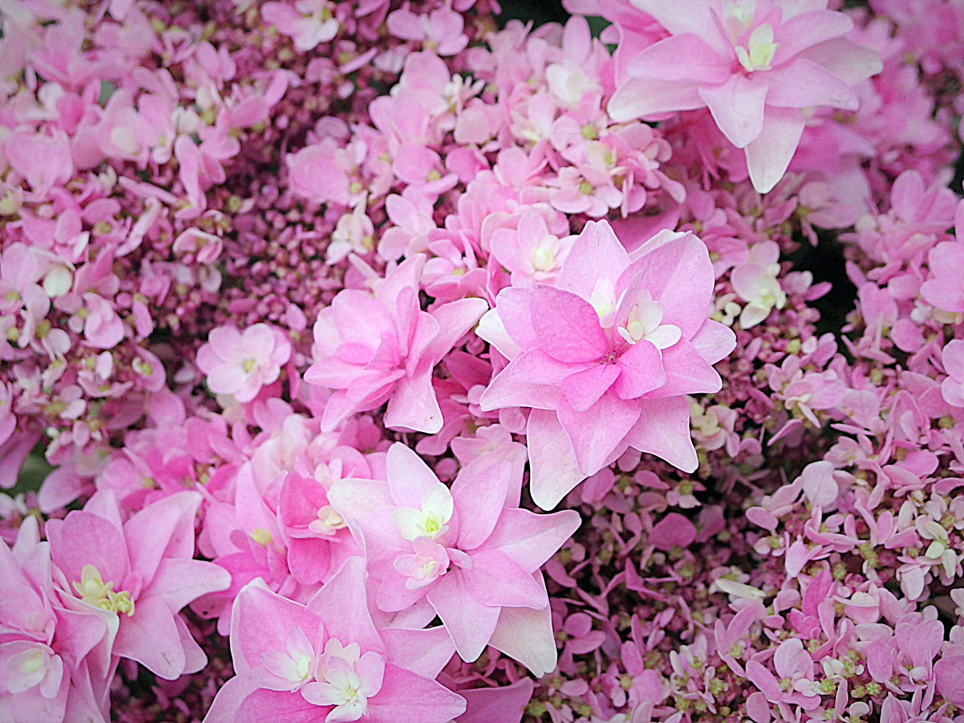 花 植物 フェアリーラブ 壁紙1920x1440 壁紙館