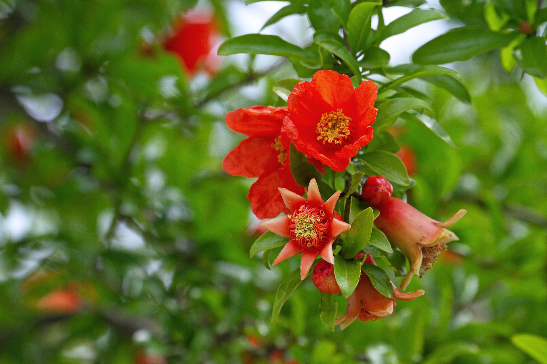 花 植物 ザクロの花 壁紙19x1280 壁紙館