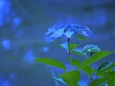 RndList[3]