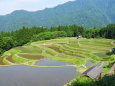 山里の棚田 田植え始まる3