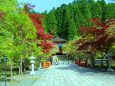 新緑の高野山