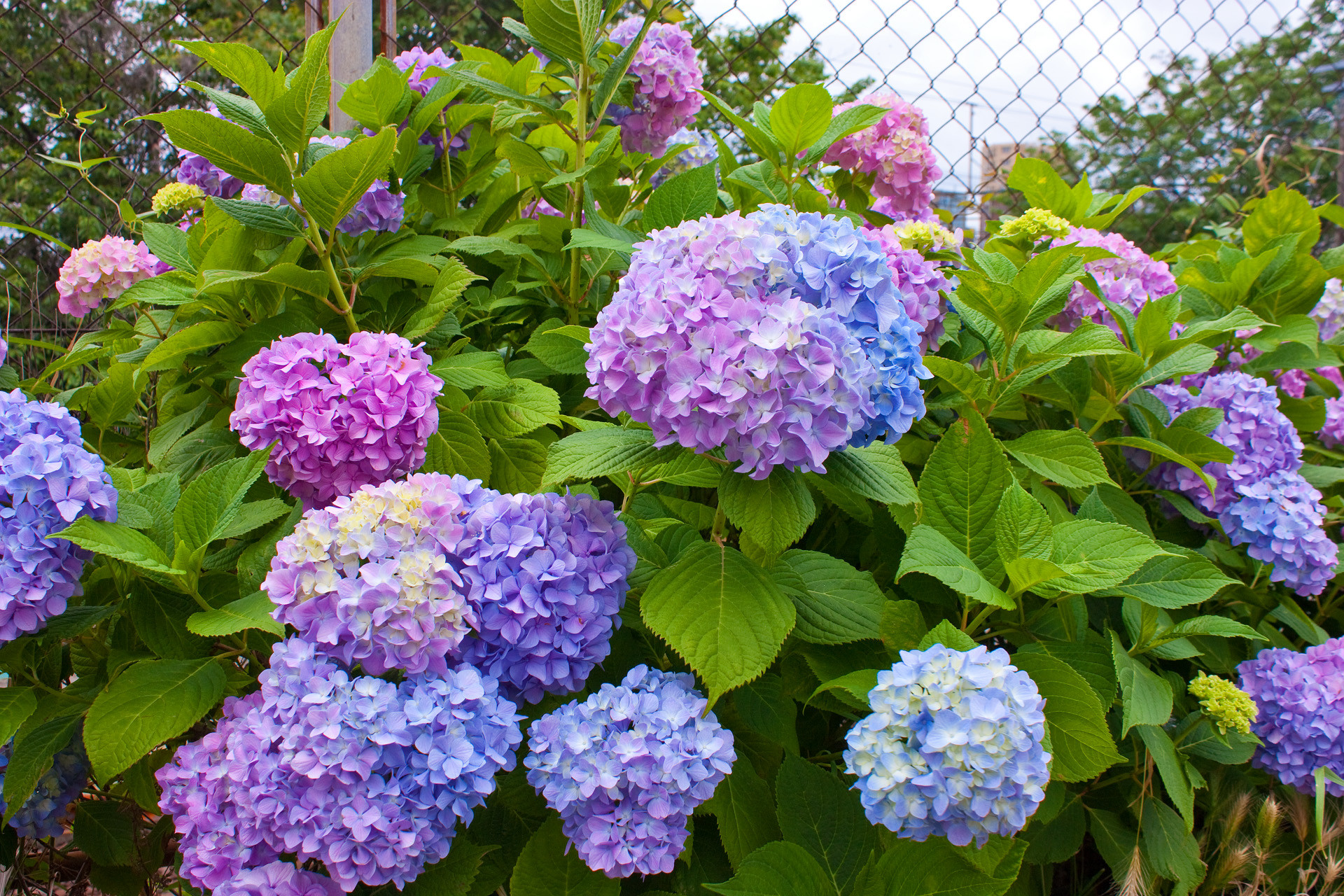 花 植物 虹色のあじさい 壁紙19x1280 壁紙館