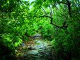 雨の新緑熊野古道