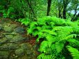 雨の新緑熊野古道