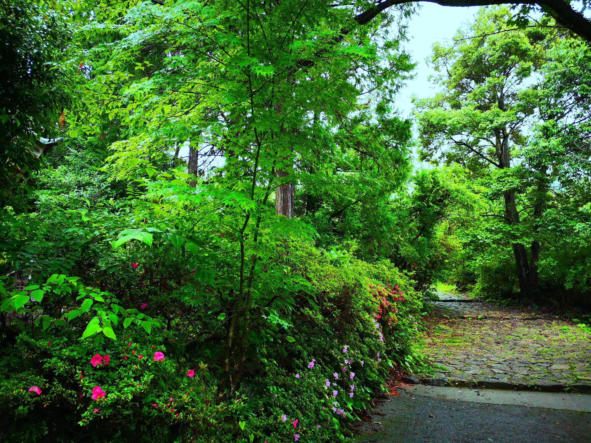 日本の風景 雨の新緑熊野古道 壁紙19x1440 壁紙館