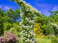 氷見あいやまガーデンの薔薇