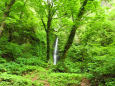 初夏の緑に囲まれる桂の滝
