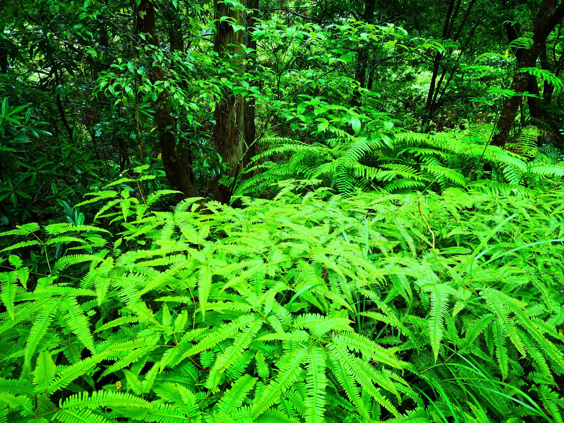 日本の風景 雨の新緑 壁紙19x1440 壁紙館