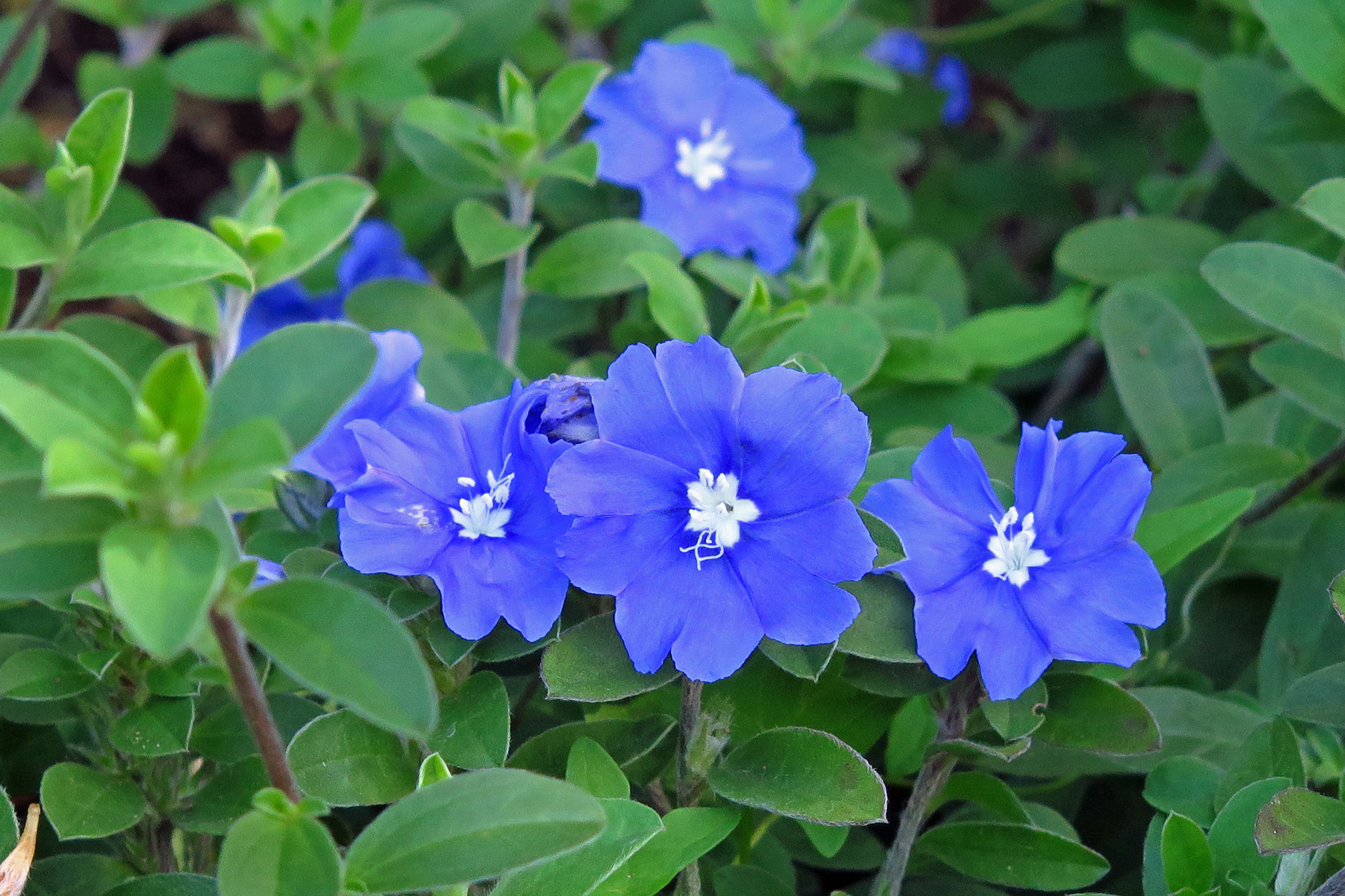 花 植物 アメリカンブルー 壁紙19x1279 壁紙館 花 植物 アメリカンブルー 壁紙19x1279 壁紙館